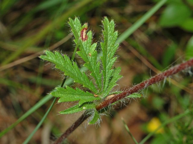 Potentilla pedata